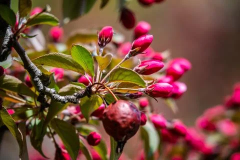 Red buds of the apple tree Stock Photos