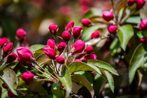 Red buds of the apple tree Stock Photos