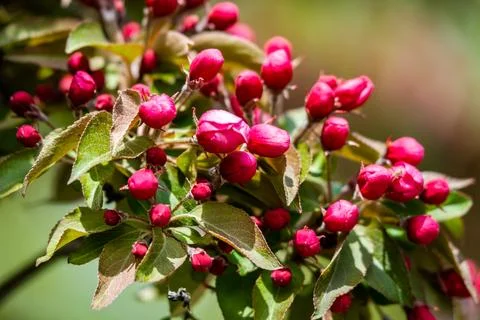 Red buds of the apple tree Stock Photos