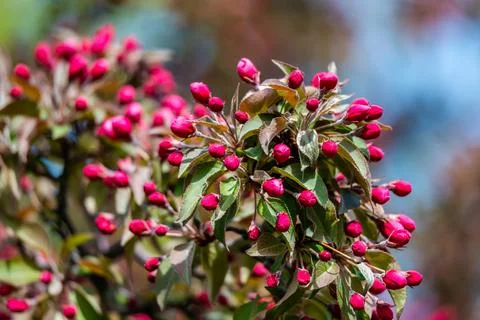 Red buds of the apple tree Stock Photos