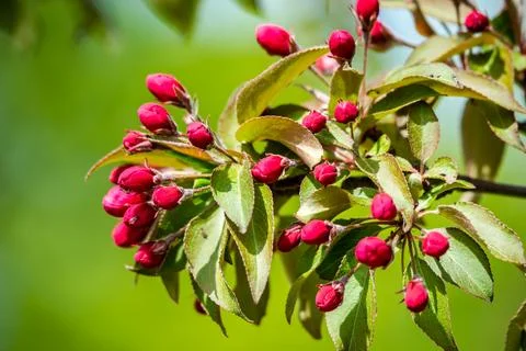 Red buds of the apple tree Stock Photos