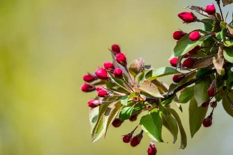 Red buds of the apple tree Stock Photos