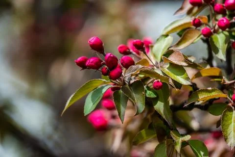 Red buds of the apple tree Stock Photos