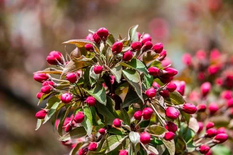 Red buds of the apple tree Stock Photos