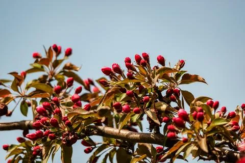 Red buds of the apple tree Stock Photos