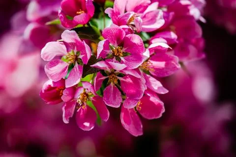 Red buds of the apple tree Stock Photos