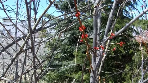 Red buds blossoming on a tree in front of a pine tree - 4K Stock-Footage 132521614