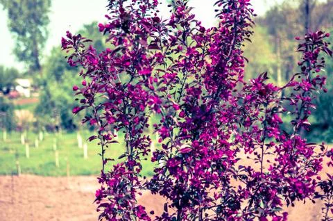Red buds of decorative apple tree Malus Niedzwetzkyana . City greening Stock Photos