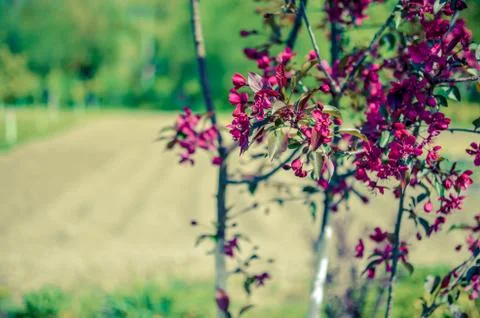 Red buds of decorative apple tree Malus Niedzwetzkyana . City greening Stock Photos