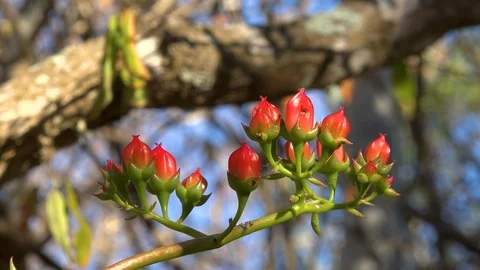 Red buds in dry spyny forest, SW Madagascar Video stock 107782295