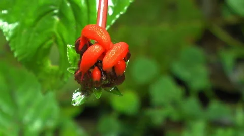 Red Buds in the Morning Stock-Footage 60436418