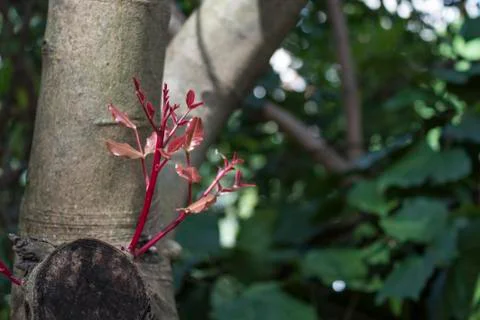 Red buds in spring Stock Photos