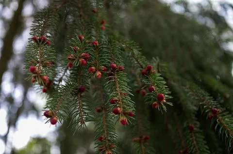 Red buds of the spruce tree in spring on the mountains. Foto stock