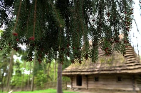 Red buds of the spruce tree in spring on the mountains. Stock Photos