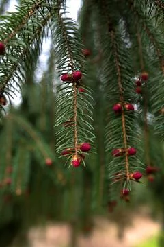Red buds of the spruce tree in spring on the mountains. Foto stock