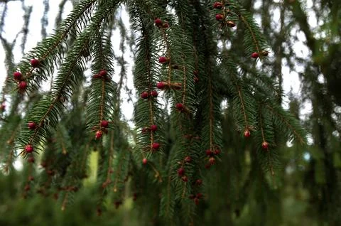 Red buds of the spruce tree in spring on the mountains. Foto stock
