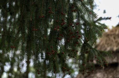 Red buds of the spruce tree in spring on the mountains. Foto stock