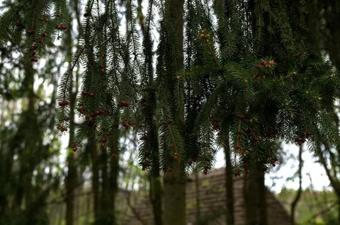 Red buds of the spruce tree in spring on the mountains. Foto stock