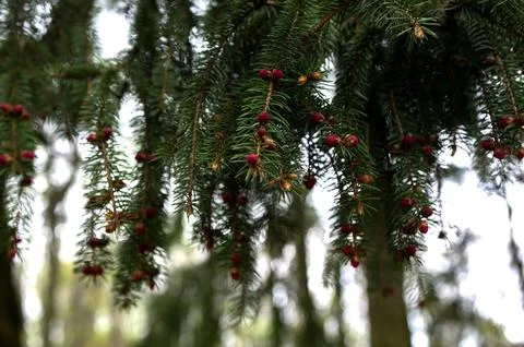 Red buds of the spruce tree in spring on the mountains. Stock Photos
