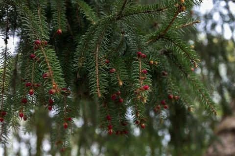 Red buds of the spruce tree in spring on the mountains. Foto stock
