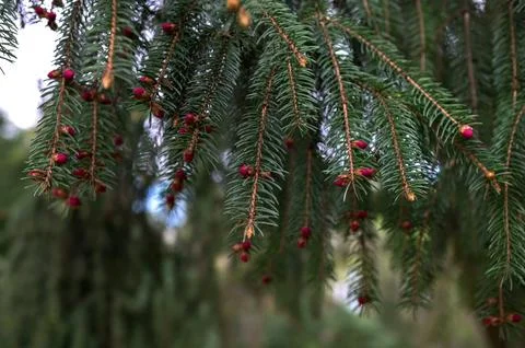 Red buds of the spruce tree in spring on the mountains. Stock Photos