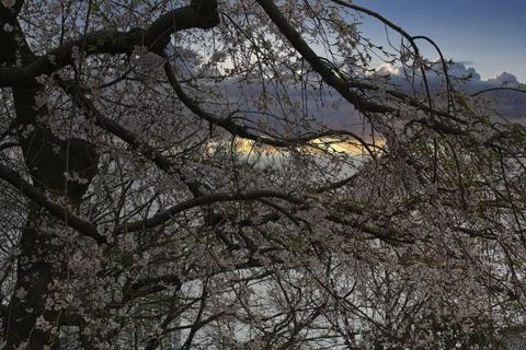 Red buds on a tree in springtime Stock Photos