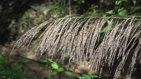 Red Buffalo Spider Shell On Grass Stock-Footage 154415927