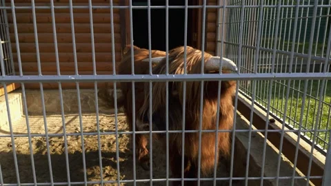 Red buffalo in the zoo Stock Footage 138114492