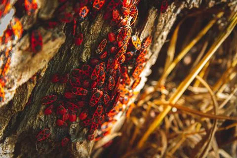 Red bug. Accumulation of soldier bugs. Red beetles in sun. Stock Photos