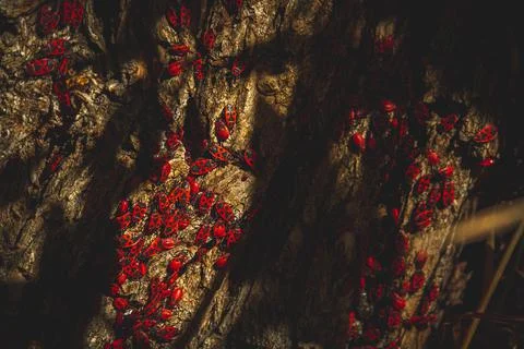 Red bug. Accumulation of soldier bugs. Red beetles in sun. Foto stock