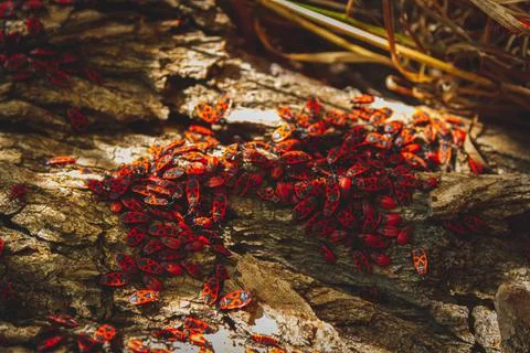 Red bug. Accumulation of soldier bugs. Red beetles in sun. Foto stock