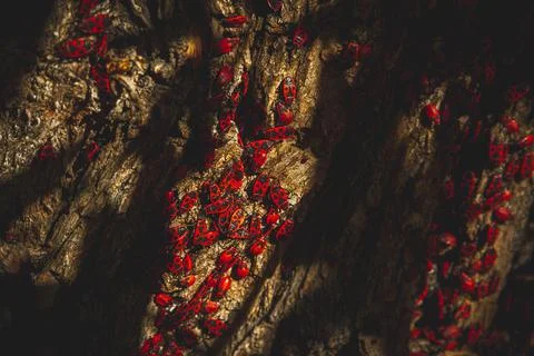 Red bug. Accumulation of soldier bugs. Red beetles in sun. Stock Photos