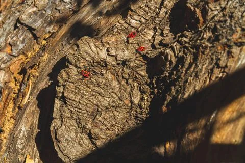 Red bug. Accumulation of soldier bugs. Red beetles in sun. Foto stock