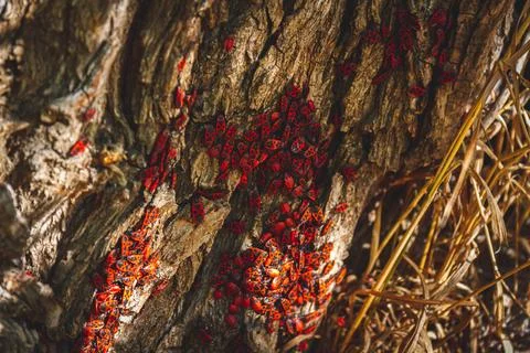 Red bug. Accumulation of soldier bugs. Red beetles in sun. Stock Photos