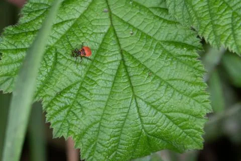 Red bug attaches itself to a green plant Stock Photos