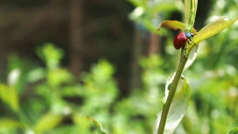 Red bug beetle crawling up bright green young plant Stock Footage 143401756