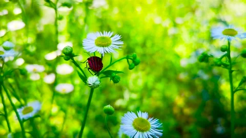 A red bug with black strips Stock Footage 145280353