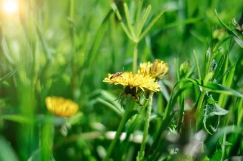 Red bug bug on a yellow dandelion on a background of bright green grass. Stock Photos