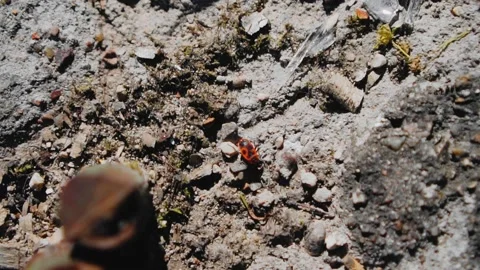 A red bug crawls over a rock. Shooting an insect in motion. Sunlight. Close up Stock Footage 130353590