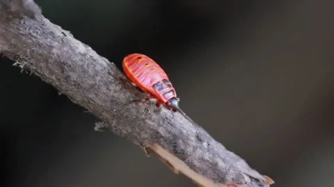 Red bug creeps on a branch. Close up Video stock 11808068