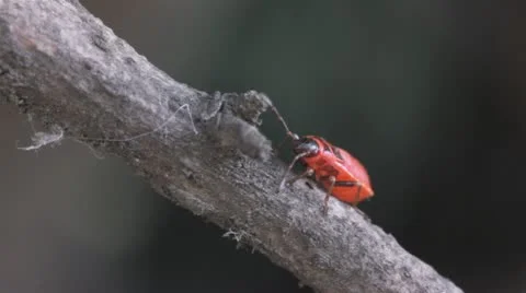 The red bug creeps on a branch. Close up Stock Footage