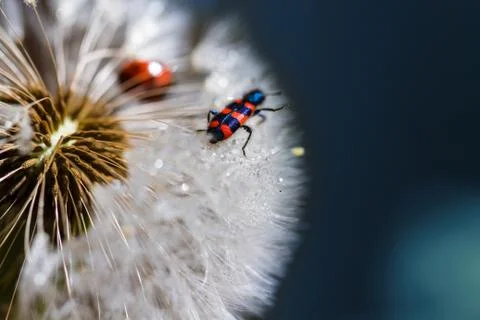 Red bug on the dandelion Stock Photos