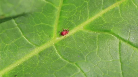 Red bug drinks juice on a green leaf Stock Footage 50056062