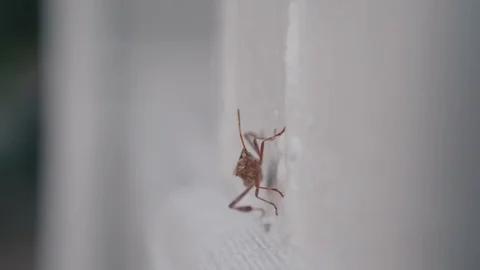 Red bug extreme close up walking on white wall Stock Footage 116230070