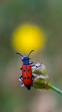 Red bug on a flower looking in the yellow Stock Photos