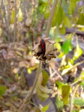 Red Bug on Flower Stock Photos