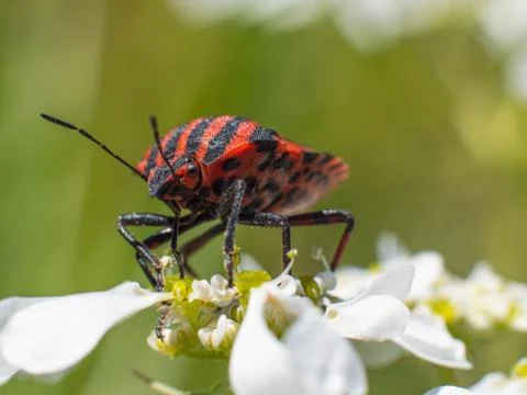 Red bug on a flower Foto stock