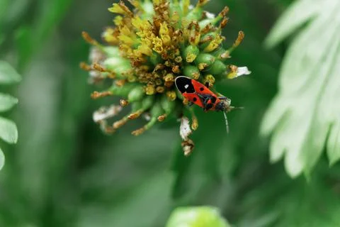 Red bug on a flower Foto stock