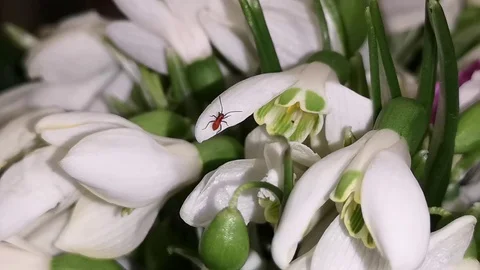 Red bug in the flowers of snowdrops. Stock Footage 109339412