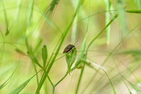 Red bug in the grass Stock Photos